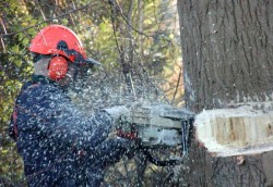 tree cutting services