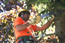 tree cutting services