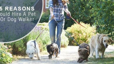 why hire a professional pet sitter