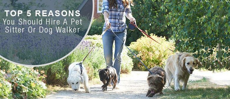 why hire a professional pet sitter