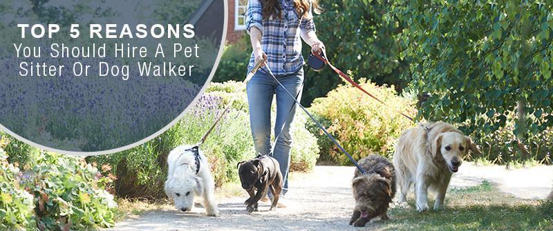 why hire a professional pet sitter