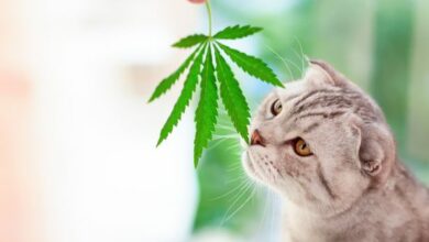 Complete Guide to Use Hemp for Cats