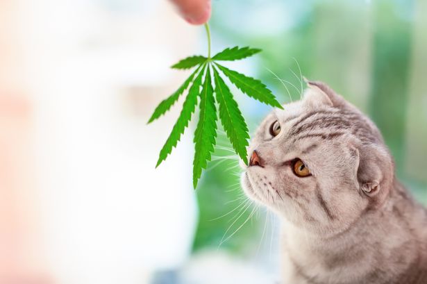 Complete Guide to Use Hemp for Cats