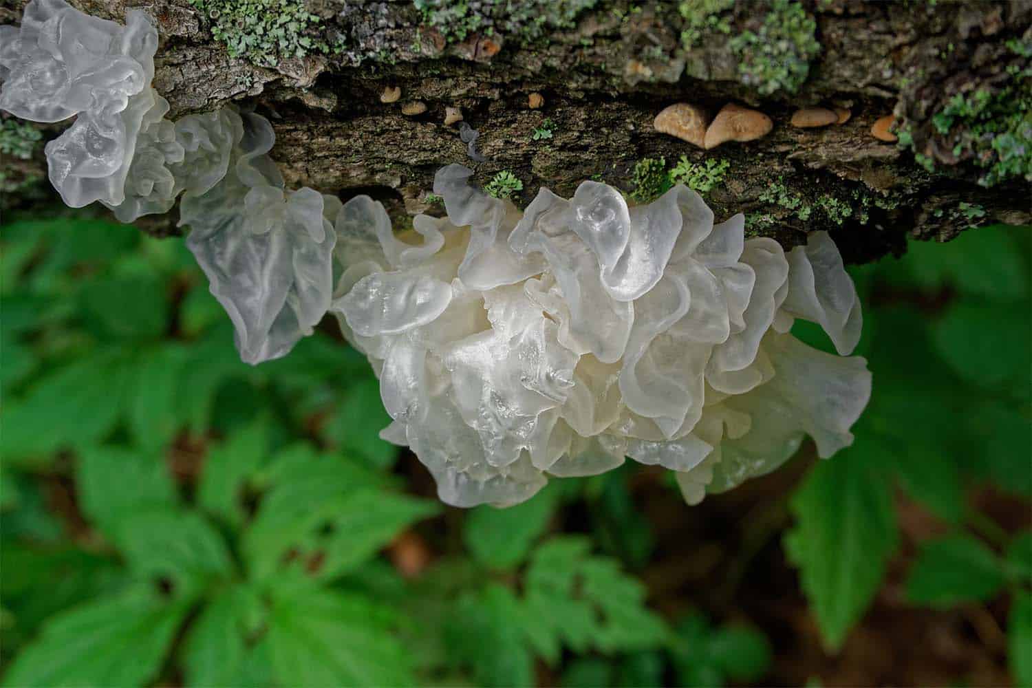 The Beauty Elixir: Tremella Mushroom and Radiant Skin